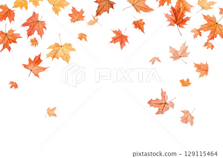 Autumn falling maple leaves isolated on white 129115464