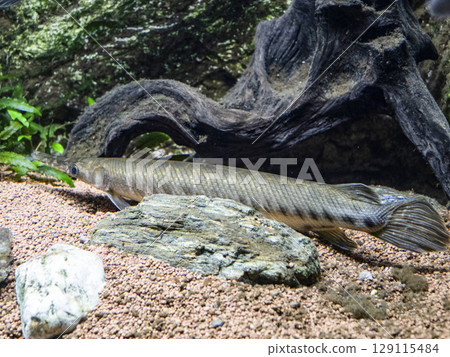 Short nose gar 129115484