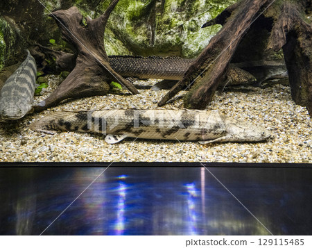 Polypterus endrikerii 129115485