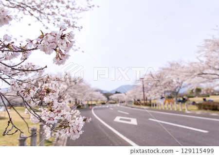 Spring in Hokusei Central Park, known as the Cherry Blossom Forest, Yokkaichi City, Mie Prefecture Spring in Hokusei Central Park, known as the Cherry Blossom Forest, Yokkaichi City, Mie Prefecture 129115499