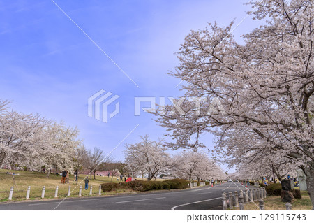 Spring in Hokusei Central Park, known as the Cherry Blossom Forest, Yokkaichi City, Mie Prefecture 129115743