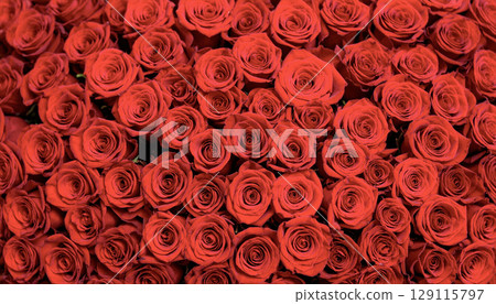 Covered with red roses 129115797