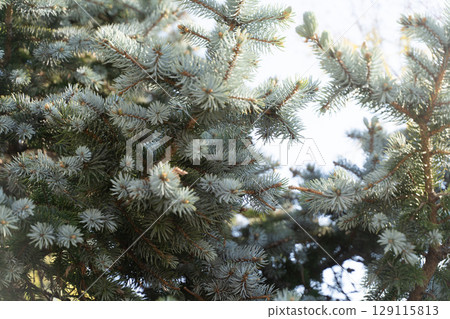 Bluish coniferous tree branch tips① 129115813