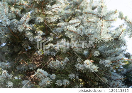 Bluish coniferous tree branch tip② Bluish coniferous tree branch tip② 129115815