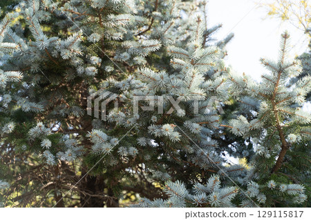 Bluish coniferous tree branch tips ③ Bluish coniferous tree branch tips ③ 129115817