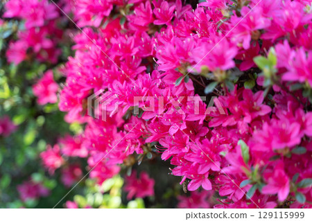 Vivid azalea flowers blooming in spring① 129115999