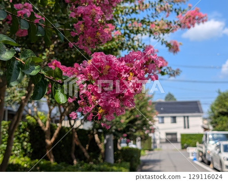 Pink crape myrtle flowers blooming in a garden in early summer 129116024