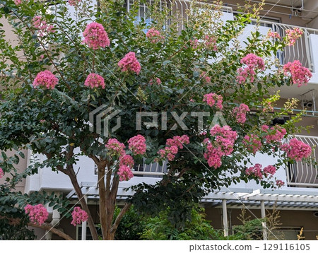 Pink crape myrtle flowers blooming in a garden in early summer 129116105