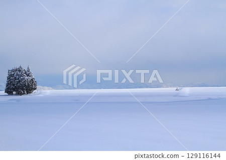 Snowy field 129116144