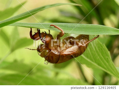 Cicadian shell Cicadian shell 129116405