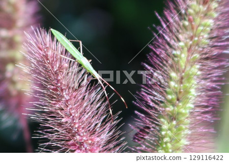 The long, thin insect that was attached to the cat toy was a spider bug? The long, thin insect that was attached to the cat toy was a spider bug? 129116422