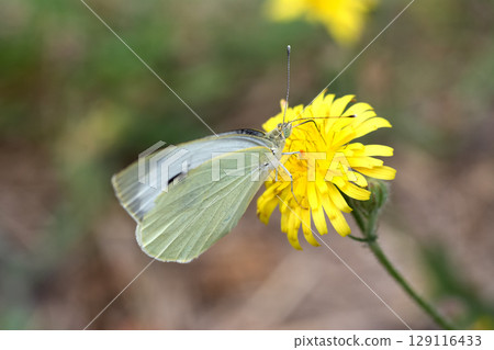 Yellow cabbage butterfly on a dandelion. Pieris brassicae 129116433