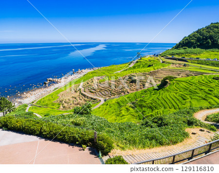能登半島：白米千枚田稻田在2024年地震和暴雨的破壞後，正在進行修復。 *照片拍攝於2025年7月 129116810