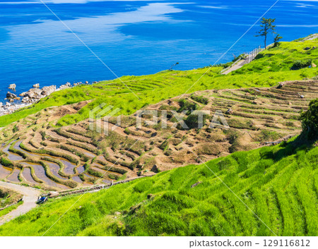 能登半島:白米千枚田稻田在2024年地震和暴雨的破壞後,正在進行修復。 *照片拍攝於2025年7月 能登半島:白米千枚田稻田在2024年地震和暴雨的破壞後,正在進行修復。 *照片拍攝於2025年7月 129116812