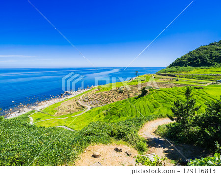 Noto Peninsula: Shiroyone Senmaida rice fields undergoing restoration following damage caused by the 2024 earthquake and heavy rains. *Photo taken in July 2025 129116813