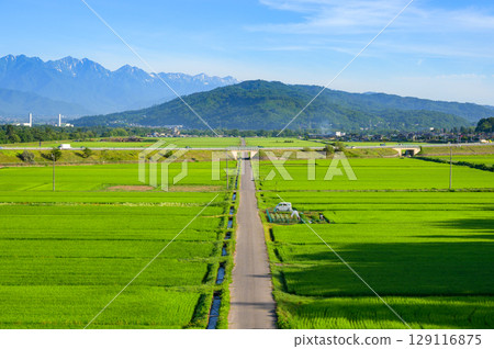 Straight farm roads, rice paddies, and the Northern Alps [Azumino] 129116875