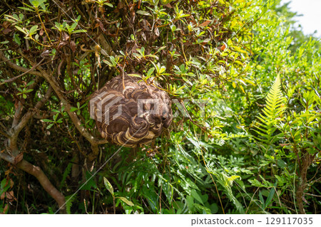 在花園樹上築巢的黃蜂 在花園樹上築巢的黃蜂 129117035