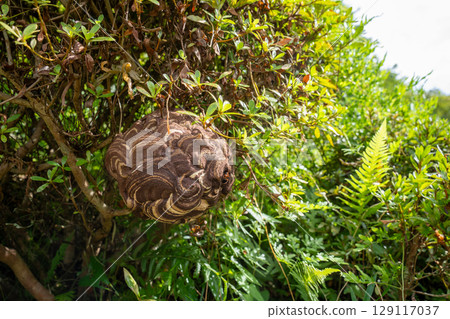 Hornets that built a nest in a garden tree 129117037