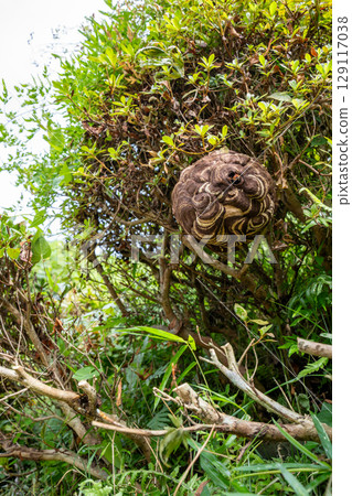 Hornets that built a nest in a garden tree 129117038