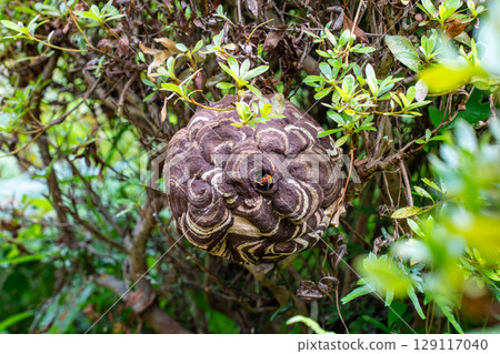 Hornets that built a nest in a garden tree 129117040