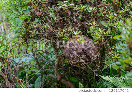 Hornets that built a nest in a garden tree Hornets that built a nest in a garden tree 129117041