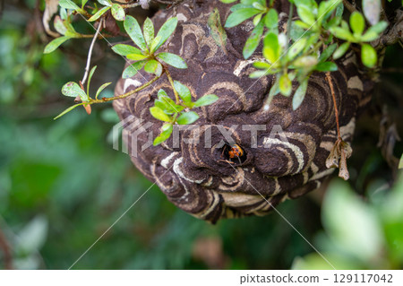 Hornets that built a nest in a garden tree Hornets that built a nest in a garden tree 129117042