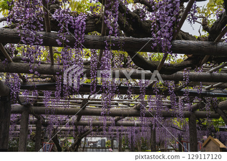 Kumano's long wisteria in Iwata City (Shizuoka Prefecture) 129117120