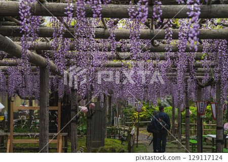 磐田市（靜岡縣）的熊野長紫藤 129117124