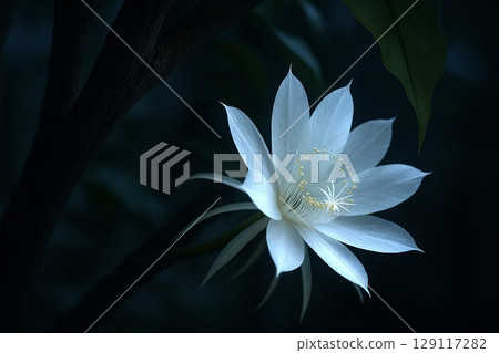 夜來香的神秘夜來香。這張照片是這些奇怪的白色花朵的特寫。 129117282