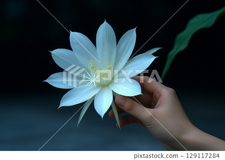 夜來香的神秘夜來香。這張照片是這些奇怪的白色花朵的特寫。 129117284