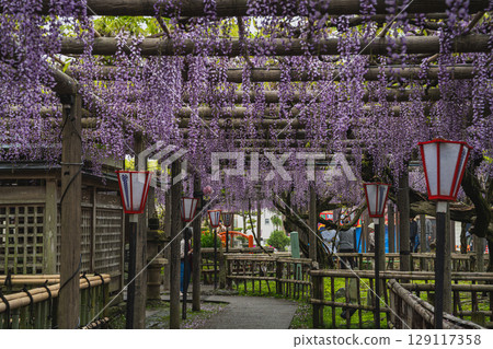 Kumano's long wisteria in Iwata City (Shizuoka Prefecture) 129117358