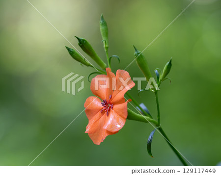 日本夏季森林中盛開的伏黑千野 日本夏季森林中盛開的伏黑千野 129117449