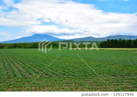 Sugar beet fields, Hokkaido 129117940