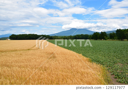 Sugar beet field, wheat field, Hokkaido 129117977