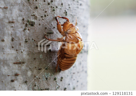 molted cicada shell molted cicada shell 129118131