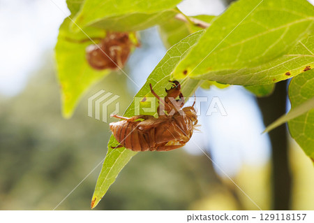 molted cicada shell 129118157