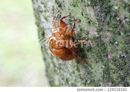 molted cicada shell molted cicada shell 129118162