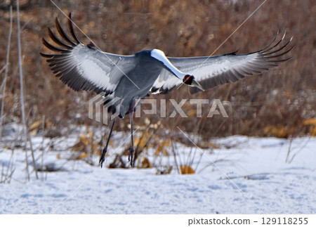 White-naped cranes fly to a feeding ground in Tsurui Village, Hokkaido White-naped cranes fly to a feeding ground in Tsurui Village, Hokkaido 129118255