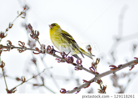 A male Eurasian siskin eating katsura seeds in a park in Hokkaido in winter 129118261