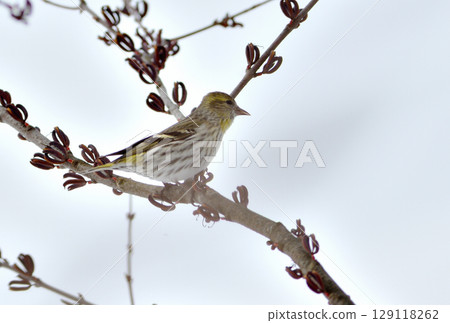 A male Eurasian siskin eating katsura seeds in a park in Hokkaido in winter A male Eurasian siskin eating katsura seeds in a park in Hokkaido in winter 129118262