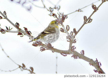 冬季,北海道的一座公園裡,一隻雄性歐亞金翅雀正在吃桂花籽 冬季,北海道的一座公園裡,一隻雄性歐亞金翅雀正在吃桂花籽 129118264