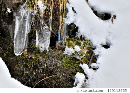 A siskin came to drink spring water in a park in Hokkaido in winter 129118265