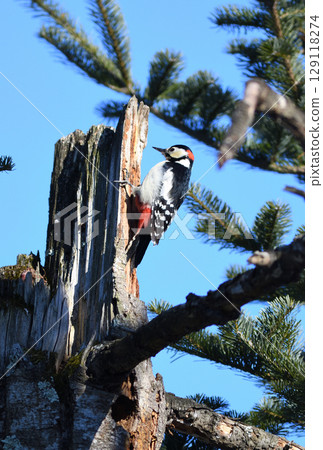 北海道一座公園裡,一隻大斑啄木鳥棲息在一棵斷樹的樹幹頂上 北海道一座公園裡,一隻大斑啄木鳥棲息在一棵斷樹的樹幹頂上 129118274