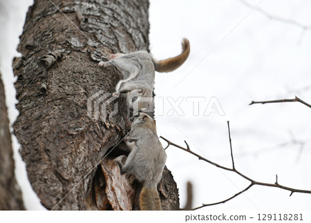 北海道一座冬季公園裡,兩隻西伯利亞飛鼠白天在樹幹上互相追逐 北海道一座冬季公園裡,兩隻西伯利亞飛鼠白天在樹幹上互相追逐 129118281
