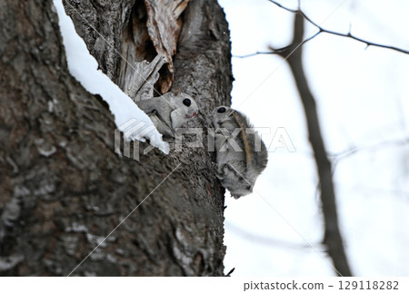 北海道一座冬季公園裡，兩隻西伯利亞飛鼠白天在樹幹上互相追逐 129118282