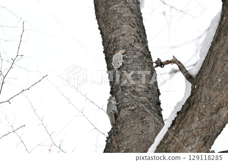 北海道一座冬季公園裡，兩隻西伯利亞飛鼠白天在樹幹上互相追逐 129118285