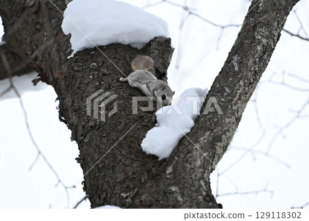 北海道冬季公園裡,一隻西伯利亞飛鼠白天吃著樹上堆積的雪 北海道冬季公園裡,一隻西伯利亞飛鼠白天吃著樹上堆積的雪 129118302