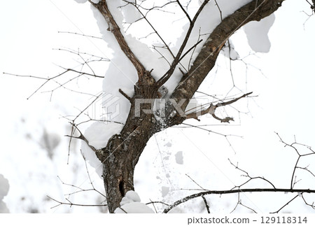 A Siberian flying squirrel moving on a snowy tree during the day in a winter park in Hokkaido A Siberian flying squirrel moving on a snowy tree during the day in a winter park in Hokkaido 129118314
