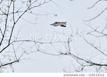 白天,一隻西伯利亞飛鼠在北海道一座冬季公園飛過白雪覆蓋的樹林 白天,一隻西伯利亞飛鼠在北海道一座冬季公園飛過白雪覆蓋的樹林 129118322