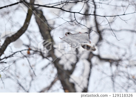 A Siberian flying squirrel flies through the snow-covered trees in a winter park in Hokkaido during the day 129118326